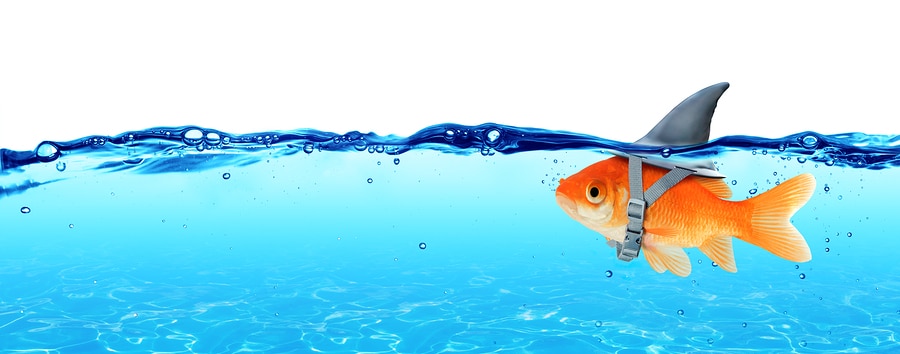 deceptive fish