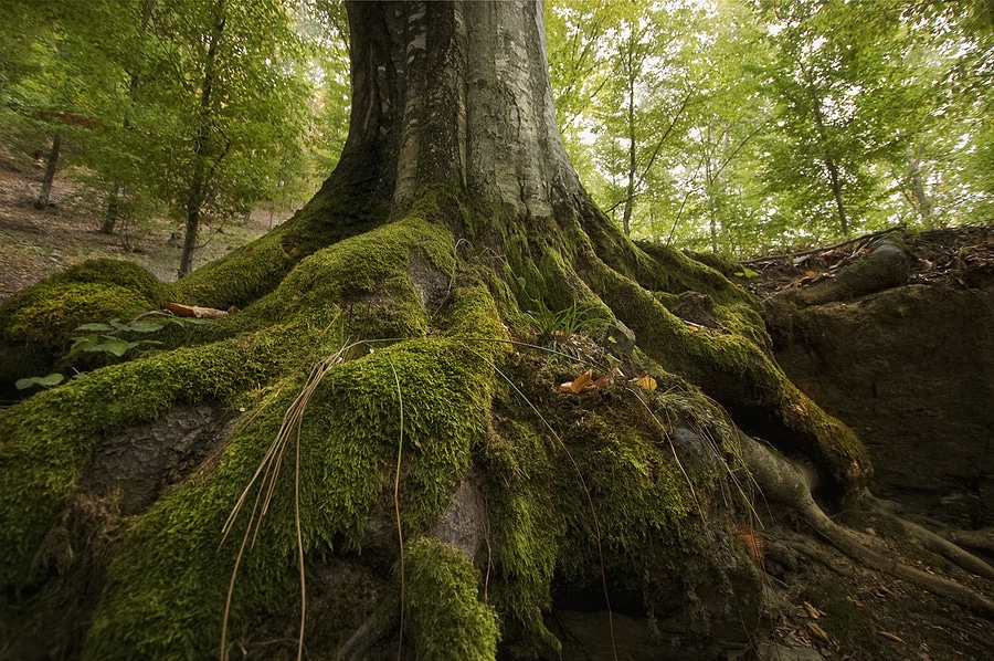 Tree trunk and roots